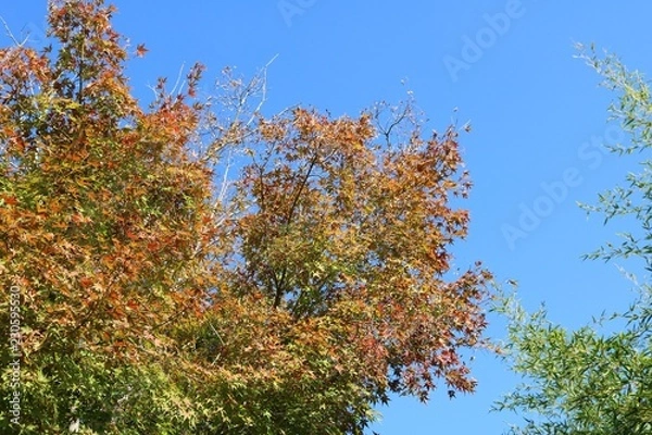 Fototapeta 青空　秋　茨城