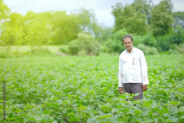 Obraz indian farmer  at cotton field