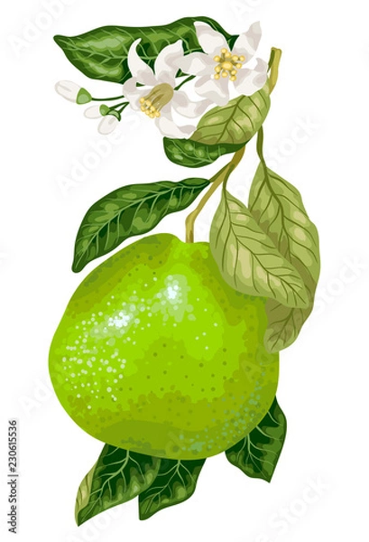 Obraz Pomelo fruit with blooming flowers on the branch of citrus tree in vector