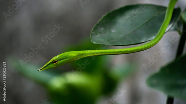 Fototapeta Green snake in the tree,Its green skin of camouflage nature to dodge the enemy to survive. Concept Adaptation to survival in society.