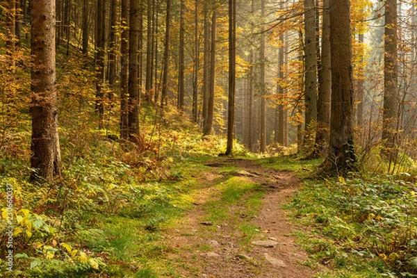 Fototapeta Hiking impression in the Black Forest along the Roetenbach in Autumn, Germany. Magical Autumn Forrest. Colorful Fall Leaves. Romantic Background.