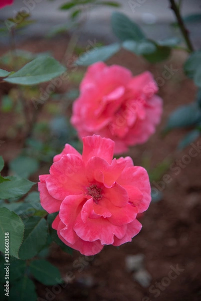 Fototapeta Pretty flowers