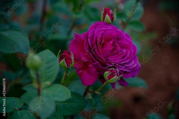 Fototapeta Pretty flowers