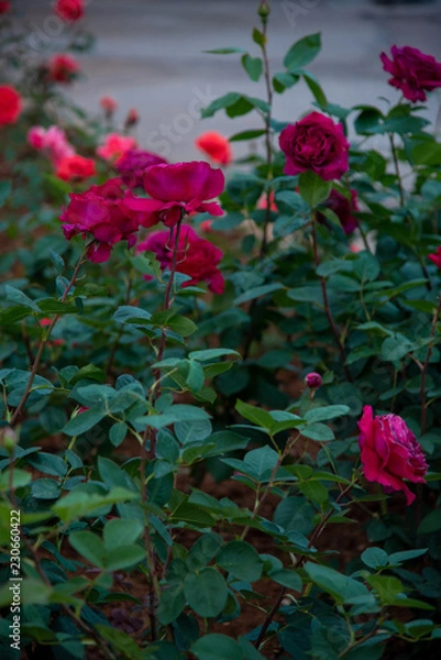 Fototapeta Pretty flowers