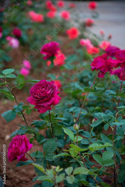 Fototapeta Pretty flowers