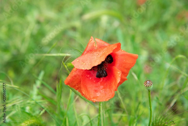 Fototapeta POPPY FLOWER