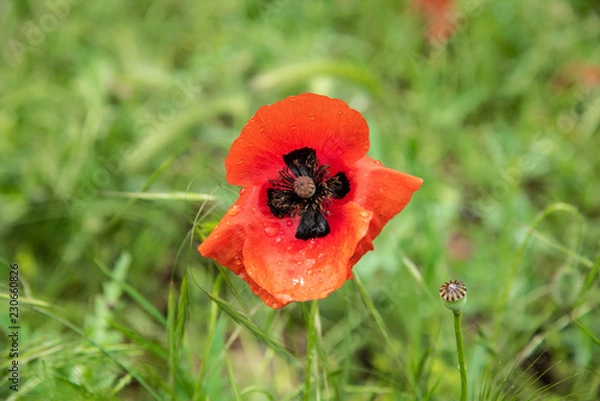 Fototapeta POPPY FLOWER