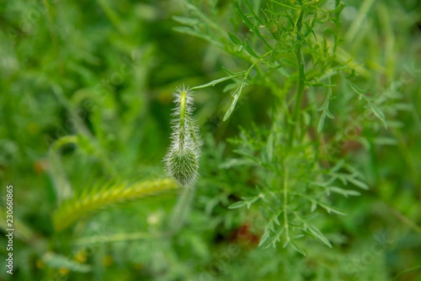 Fototapeta green plant