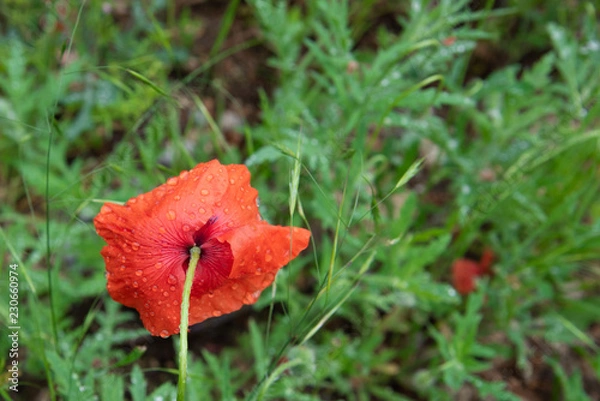 Obraz POPPY FLOWER