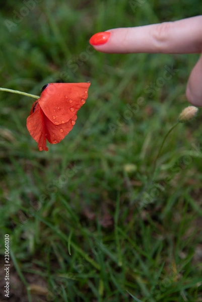Fototapeta POPPY FLOWER