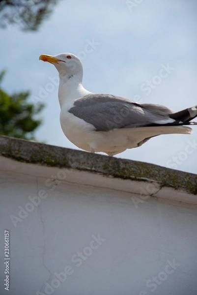 Fototapeta Seagull