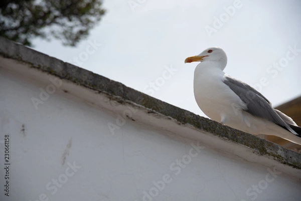 Fototapeta Seagull
