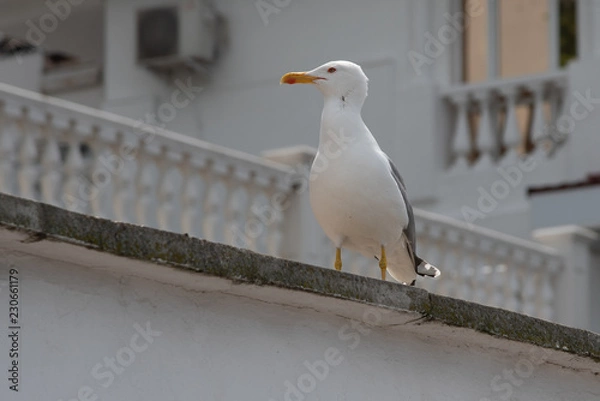 Fototapeta Seagull