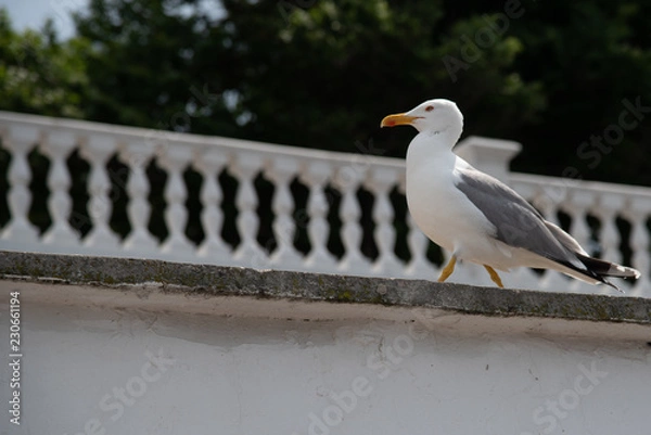 Fototapeta Seagull