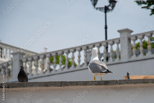 Fototapeta Seagull