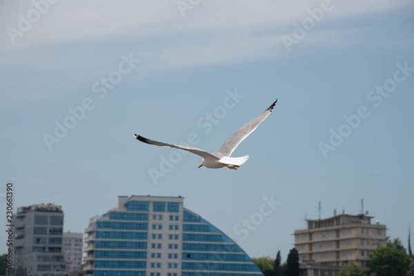 Fototapeta Seagull