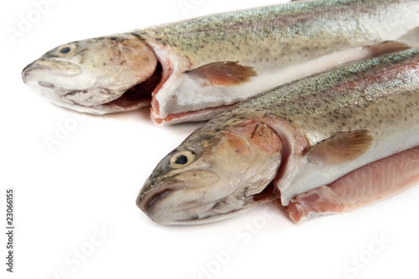 Fototapeta frische Forellen