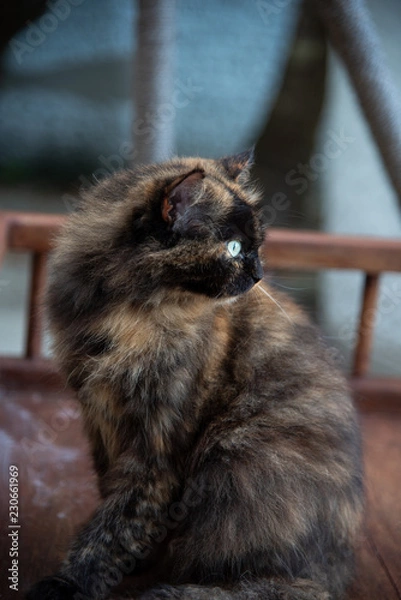 Fototapeta Brown cat