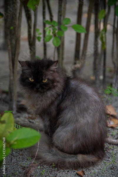 Fototapeta Brown cat