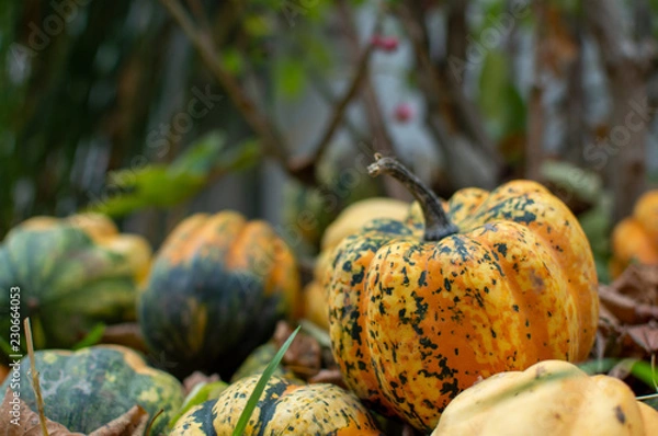 Fototapeta small pumpkin