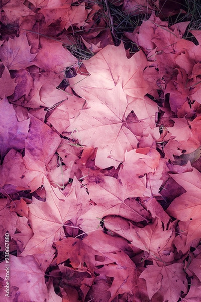 Obraz HOJAS MORADAS DE OTOÑO