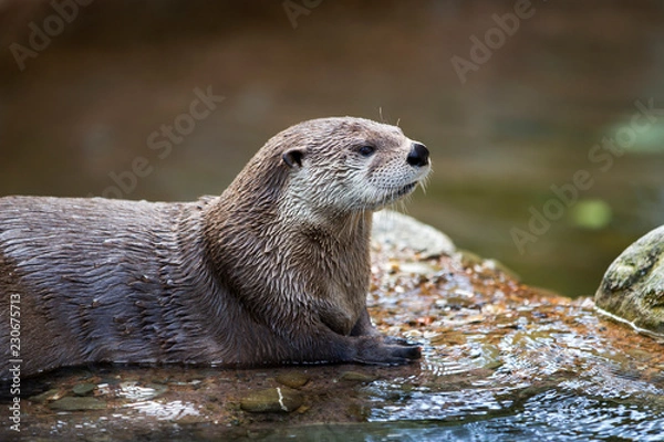 Obraz North American River Otter Relaxed