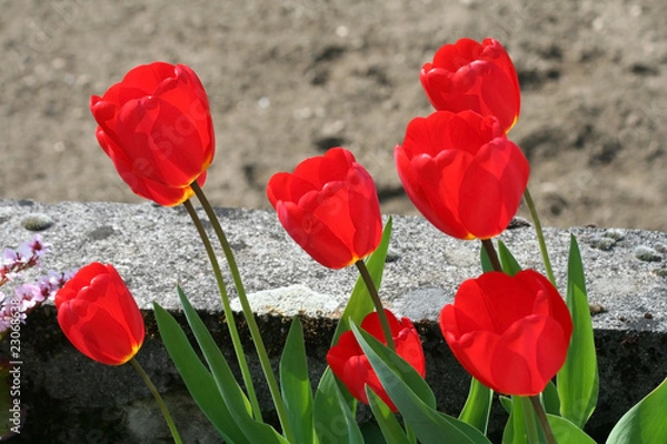 Obraz Tulipes rouges