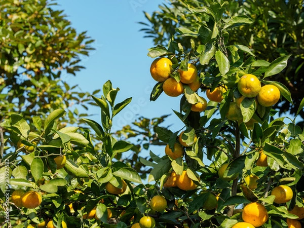 Obraz OLYMPUS DIGITAL CAMERA