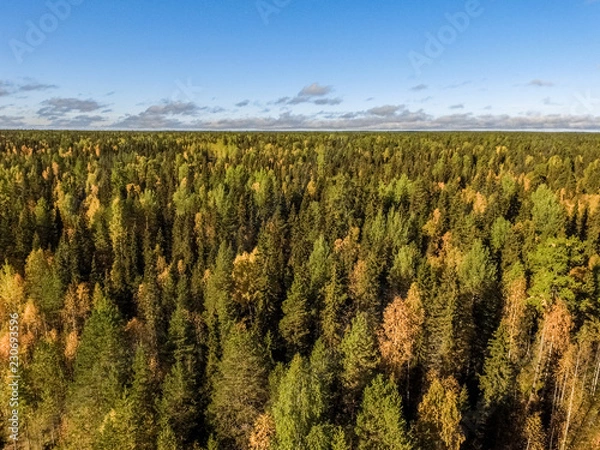 Fototapeta Pinega. Golden autumn in the Russian North.
