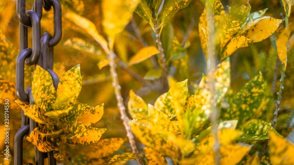 Fototapeta Yellow leaves