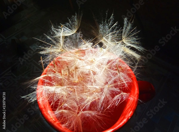 Fototapeta Parachutes Tragopogon w czerwonym kubku
