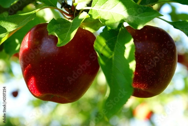 Obraz red delicious apples