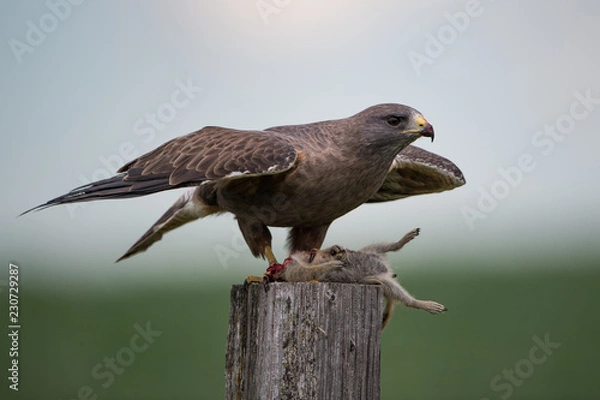 Obraz Swainson's Hawk