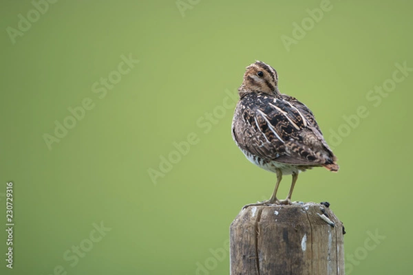 Obraz Common Snipe