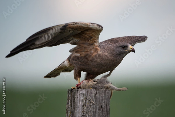 Obraz Swainson's Hawk