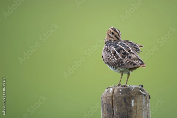 Obraz Common Snipe