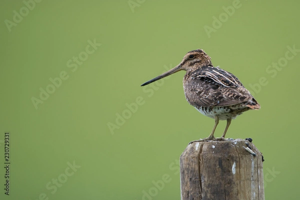 Obraz Common Snipe