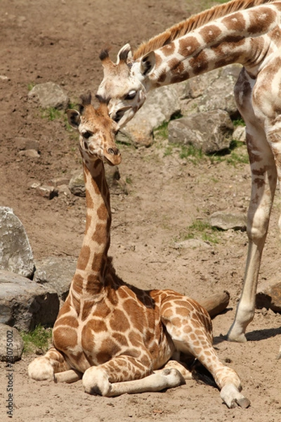 Obraz Two young giraffes