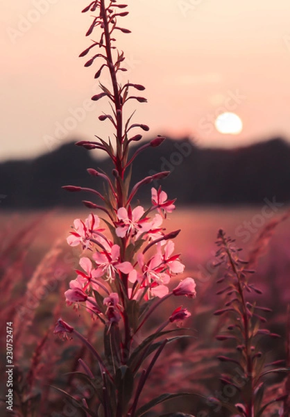 Fototapeta Różowe kwiaty o zachodzie słońca - Trzustka wąskolistna (Epilobium angustifolium)