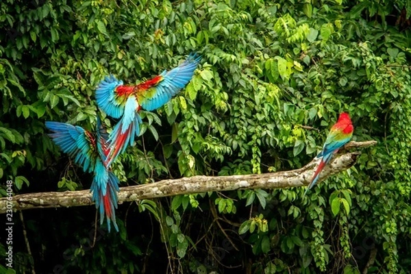 Fototapeta Red parrots landing on branch, green vegetation in background. Red and green Macaw in tropical forest, Peru, Wildlife scene from tropical nature. Beautiful bird in the jungle.