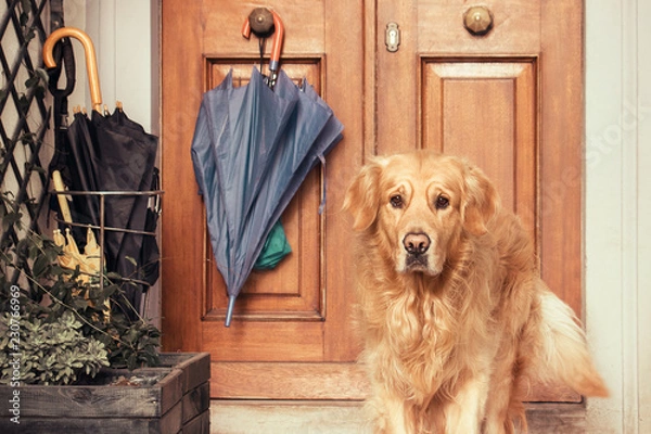 Obraz dog near door of home, the pet is guarding the entrance of house (there are some umbrellas on knob and in the umbrella stand) 