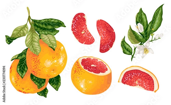 Obraz Cirtus set in vector with grapefruit plant