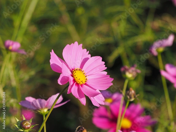 Obraz コスモスの花
