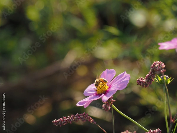 Obraz コスモスの花と蜜蜂