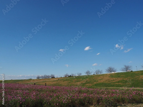 Obraz コスモス畑