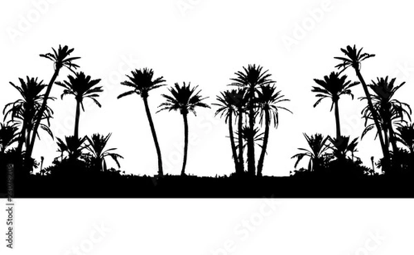 Fototapeta palm tree marrakech rempart