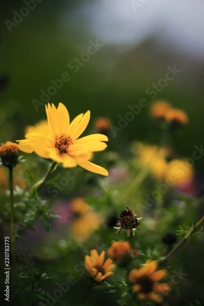 Fototapeta Herbst Blume 