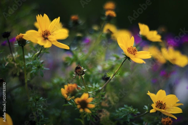 Fototapeta Herbst Blumen 