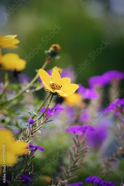 Fototapeta Herbst Blumen 