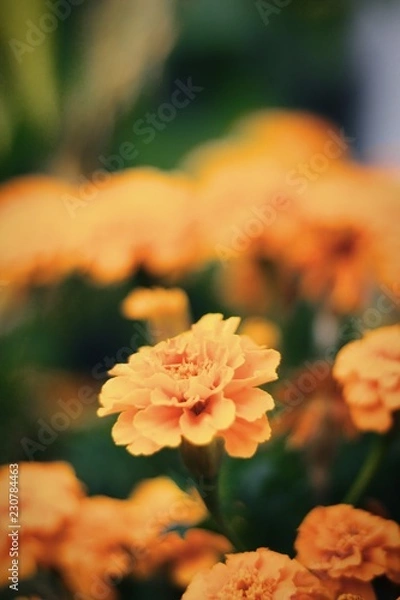 Fototapeta Herbst Blumen 